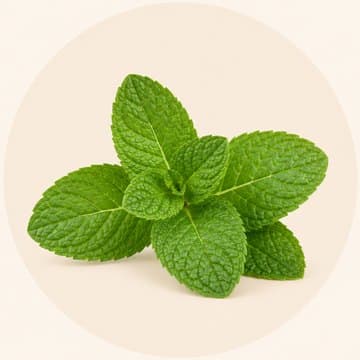 Menthe, ingrédient des jus Nanou Detox